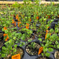Acleisanthes obtusa 'Berlandieri' --Berlandier's Trumpets--