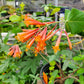 Lonicera sempervirens --Coral Honeysuckle--
