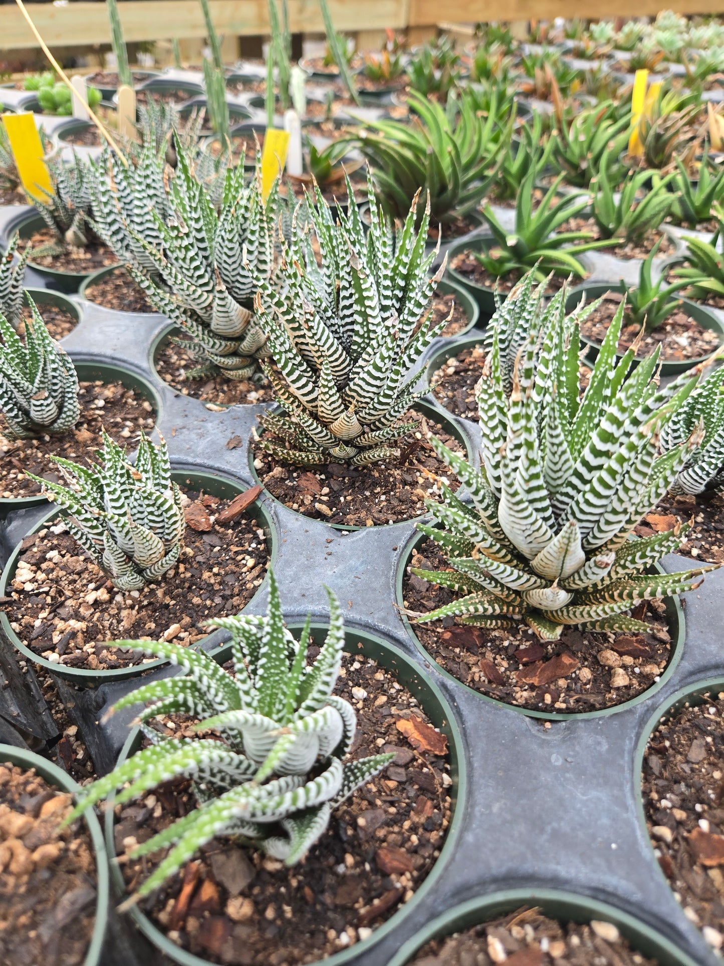 zebra plant succulents Haworthiopsis attenuata --Big Band Zebra Plant--