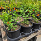 Citharexylum berlandieri --Berlandier's Fiddlewood--
