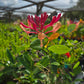 Lonicera x. heckrottii --Goldflame Honeysuckle--