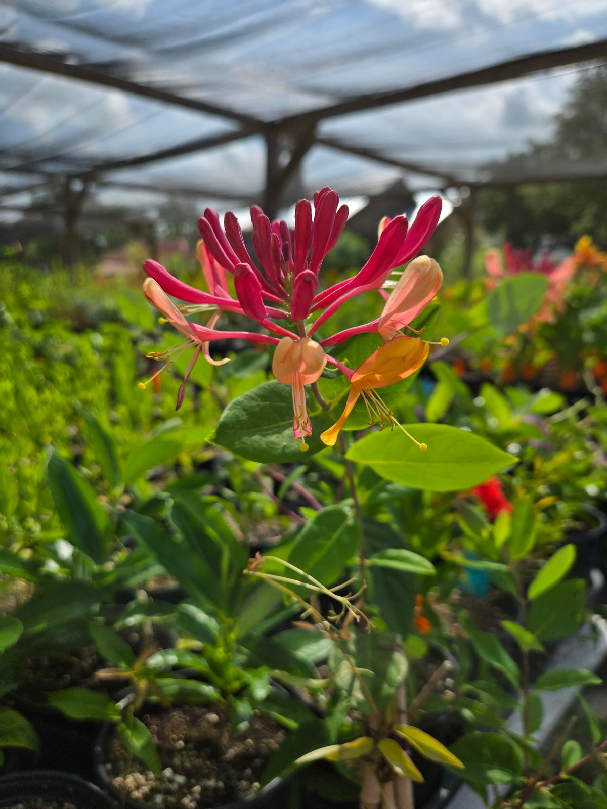 Lonicera x. heckrottii --Goldflame Honeysuckle--