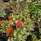 Euphorbia milii 'Variegata' --Variegated Crown of Thorns--
