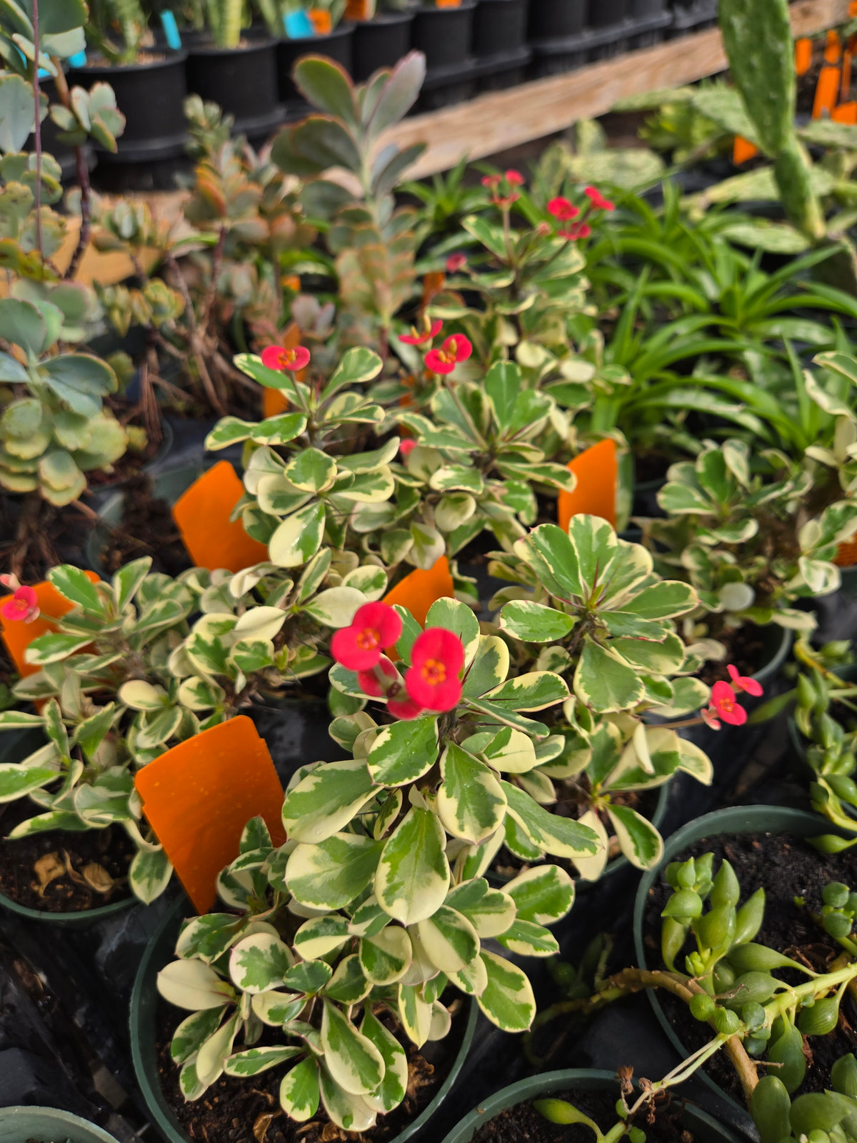 Euphorbia milii 'Variegata' --Variegated Crown of Thorns--