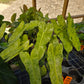 Philodendron 'Paraiso Verde'