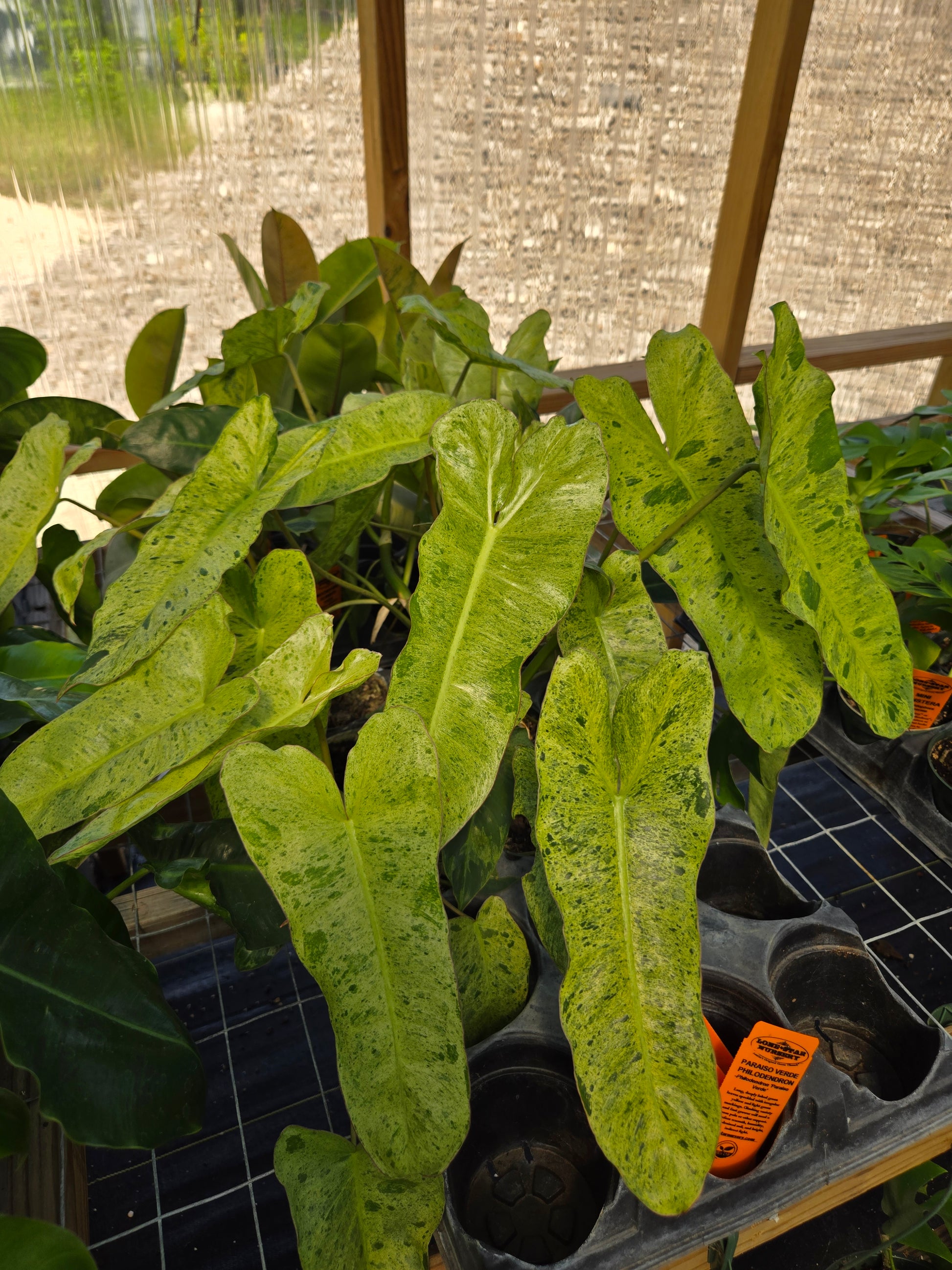 philodendron paraiso verde Philodendron 'Paraiso Verde'