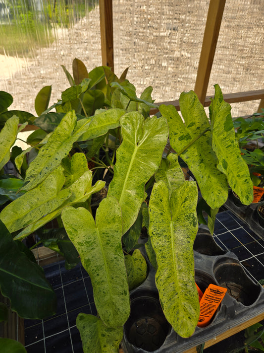 Philodendron 'Paraiso Verde'