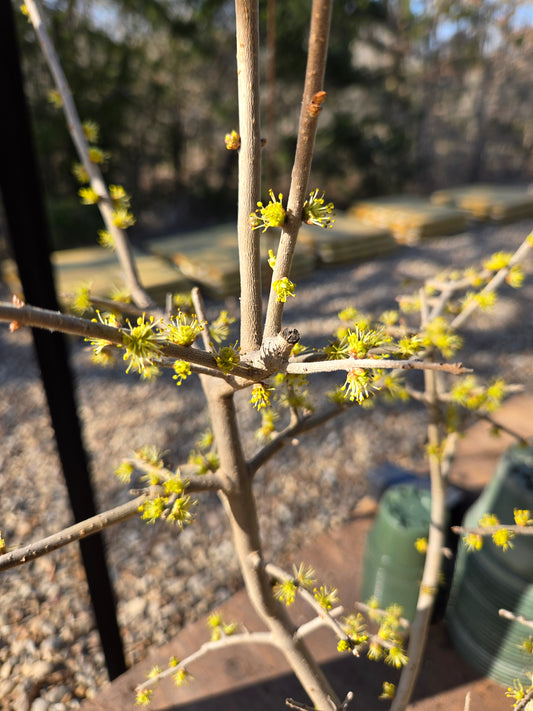 Forestera pubescens --Elbow Bush--