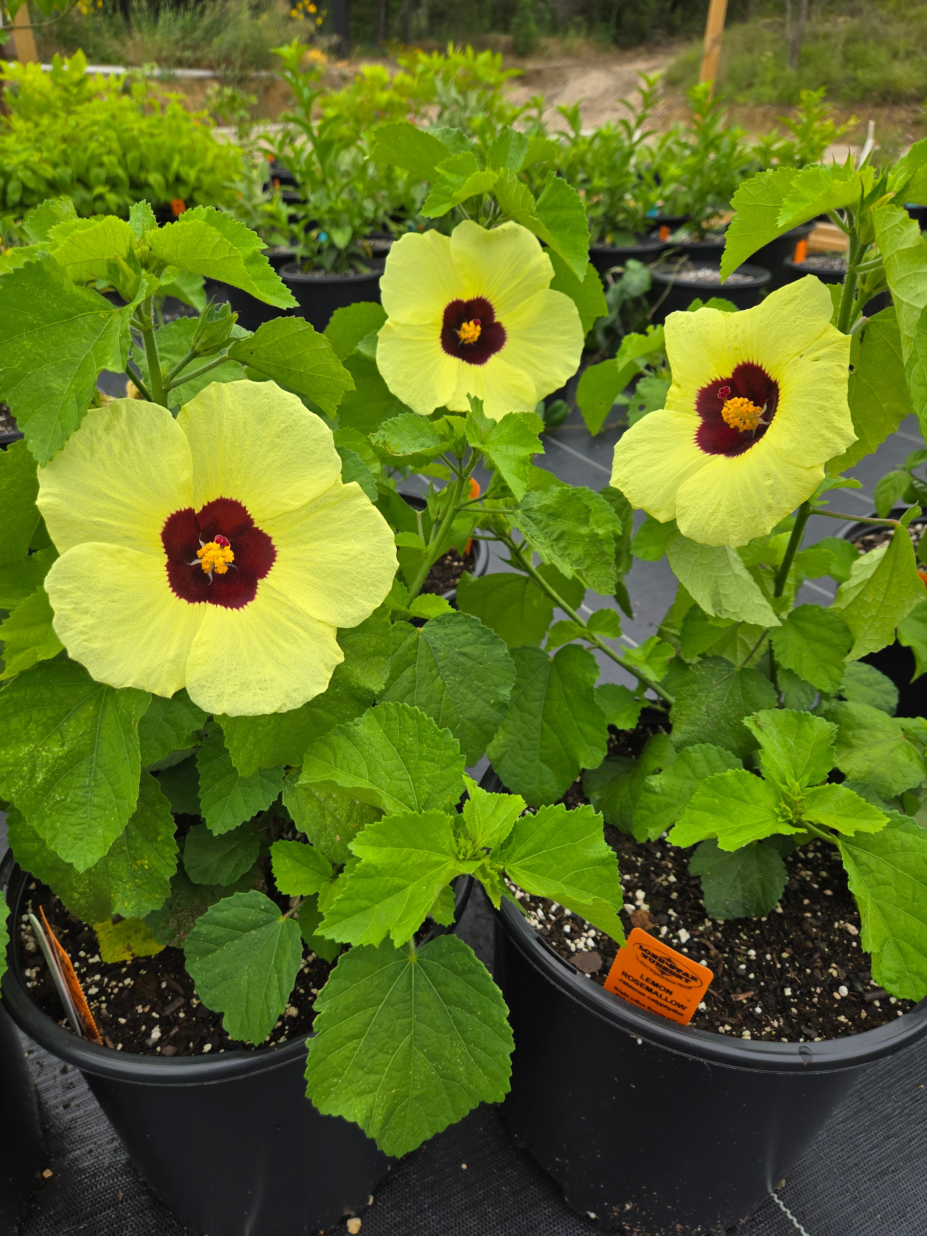 Hibiscus calyphyllus --Lemonyellow Rosemall - Nursery Dripping