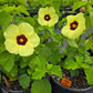 Hibiscus calyphyllus --Lemonyellow Rosemallow--