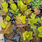 Platanus mexicana --Mexican Sycamore--