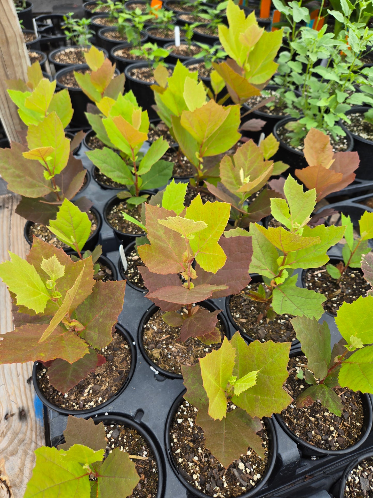 Platanus mexicana --Mexican Sycamore--