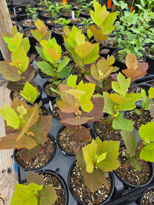 Platanus mexicana --Mexican Sycamore--