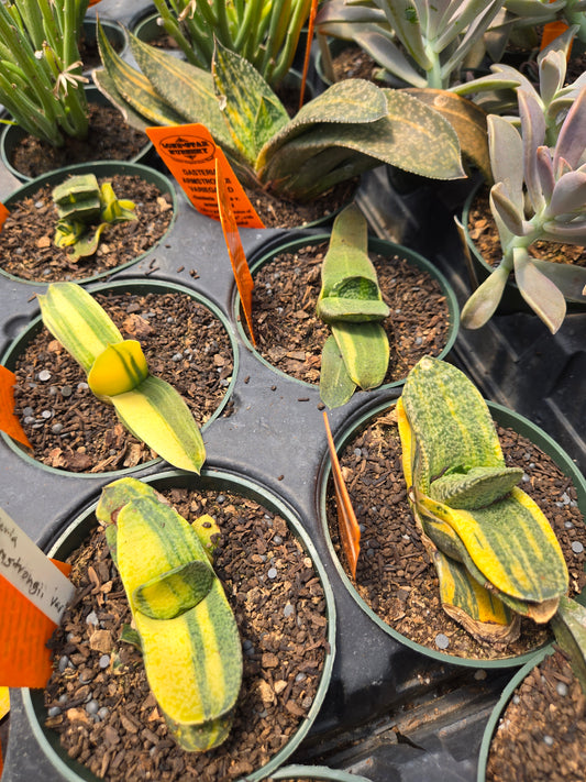 Gasteria nitida var. armstrongii 'Variegated'