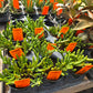 Crassula muscosa 'Worms' --Watch Chain Plant--