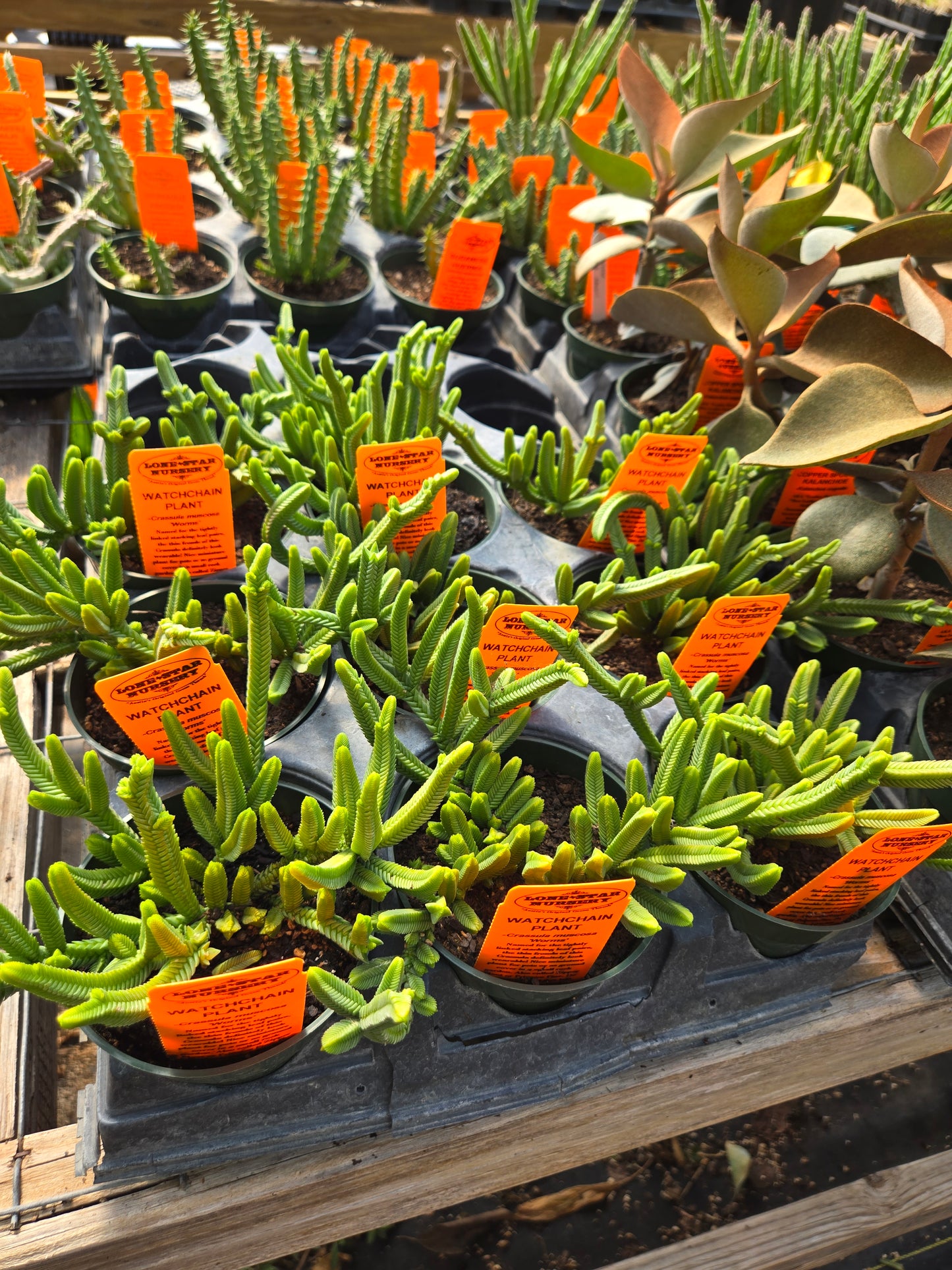 Crassula muscosa 'Worms' --Watch Chain Plant--