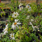 Dendranthema zawadskii --Country Girl Chrysanthemum--