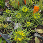 Euphorbia flanaganii --Medusa's Head--