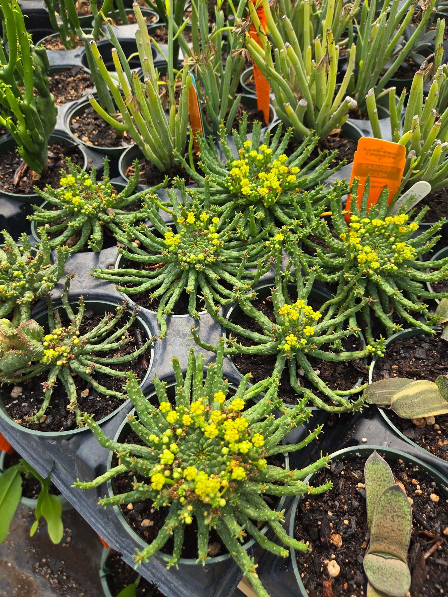 Euphorbia flanaganii --Medusa's Head--