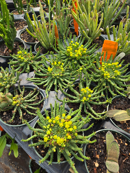 Euphorbia flanaganii --Medusa's Head--