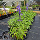 Salvia farinacea --Mealycup Purple-White Bicolor Sage--