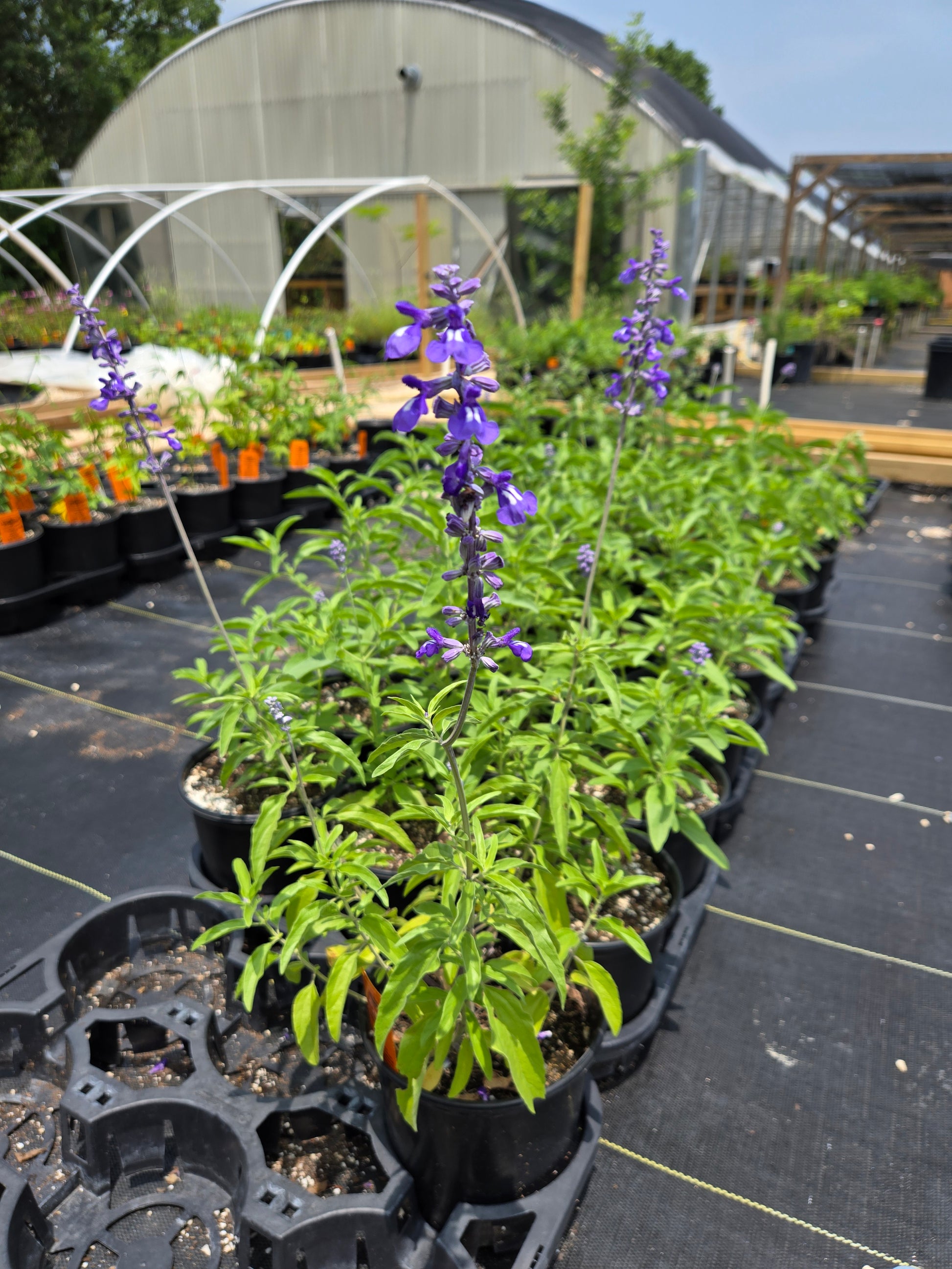 Salvia farinacea --Mealycup Purple-White Bicolor Sage-