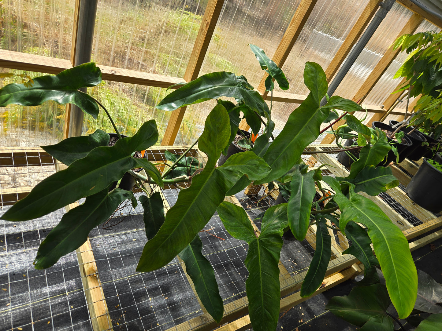 Philodendron mexicanum