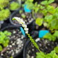 Heliotropium angiospermum --Scorpion Tail--