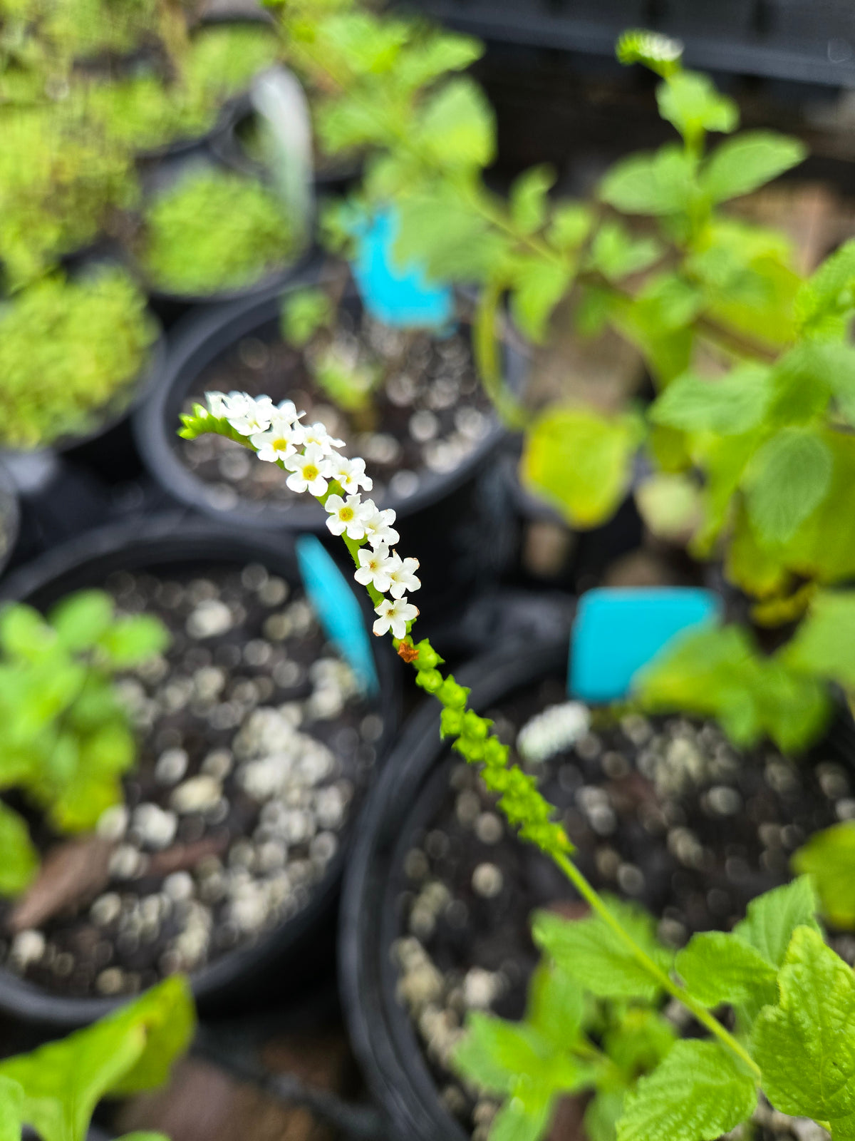 Heliotropium angiospermum --Scorpion Tail--