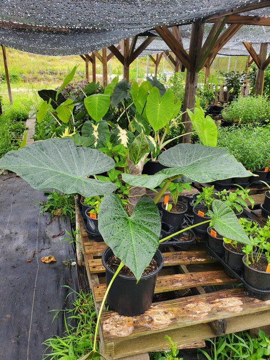 Alocasia odora x. reginula --Royalty Elephant Ear--