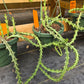 Euphorbia knuthii --Knuth's Medusa Head--