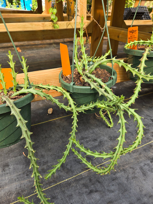 Euphorbia knuthii --Knuth's Medusa Head--