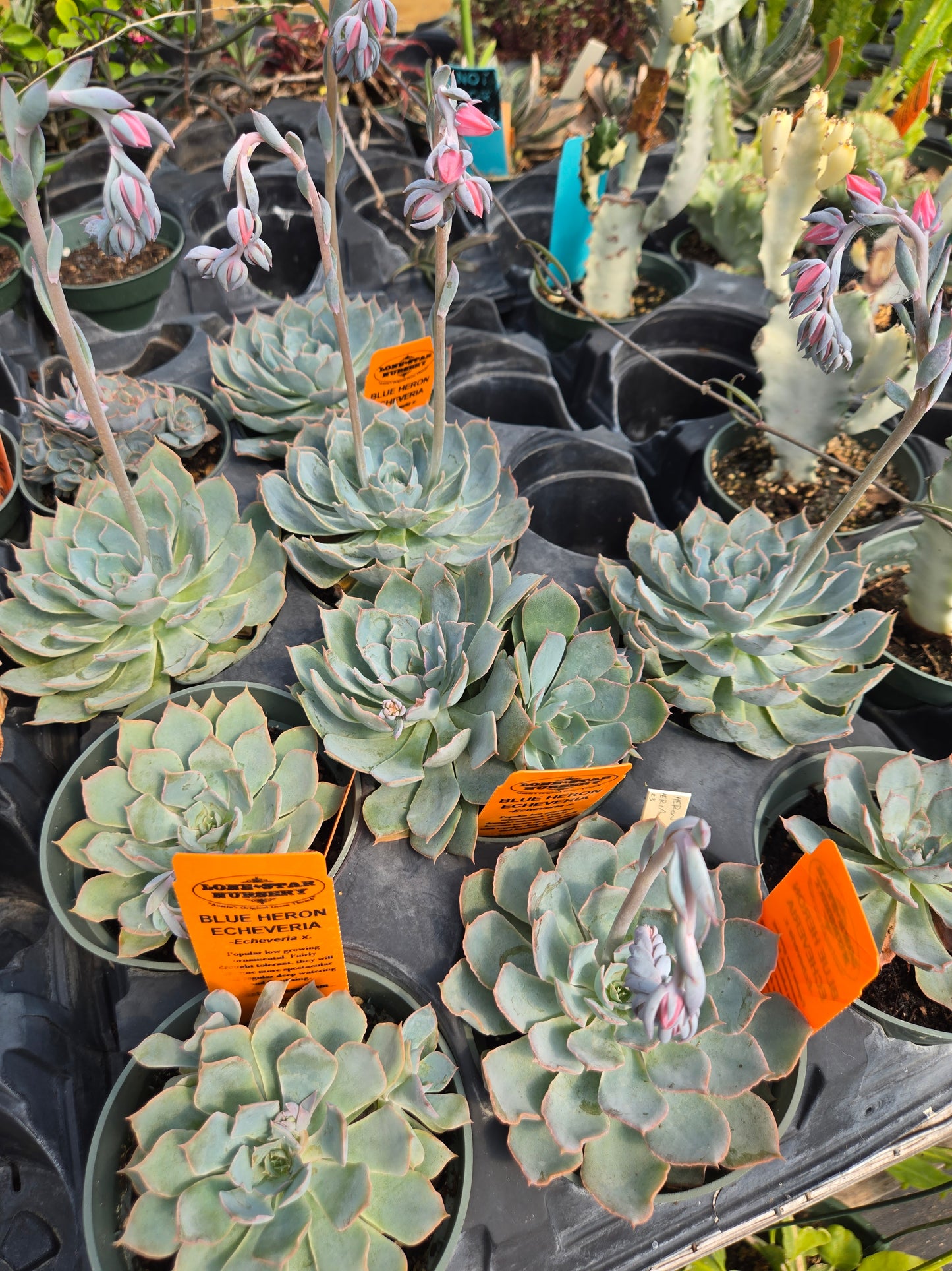 Echeveria 'Blue Heron'