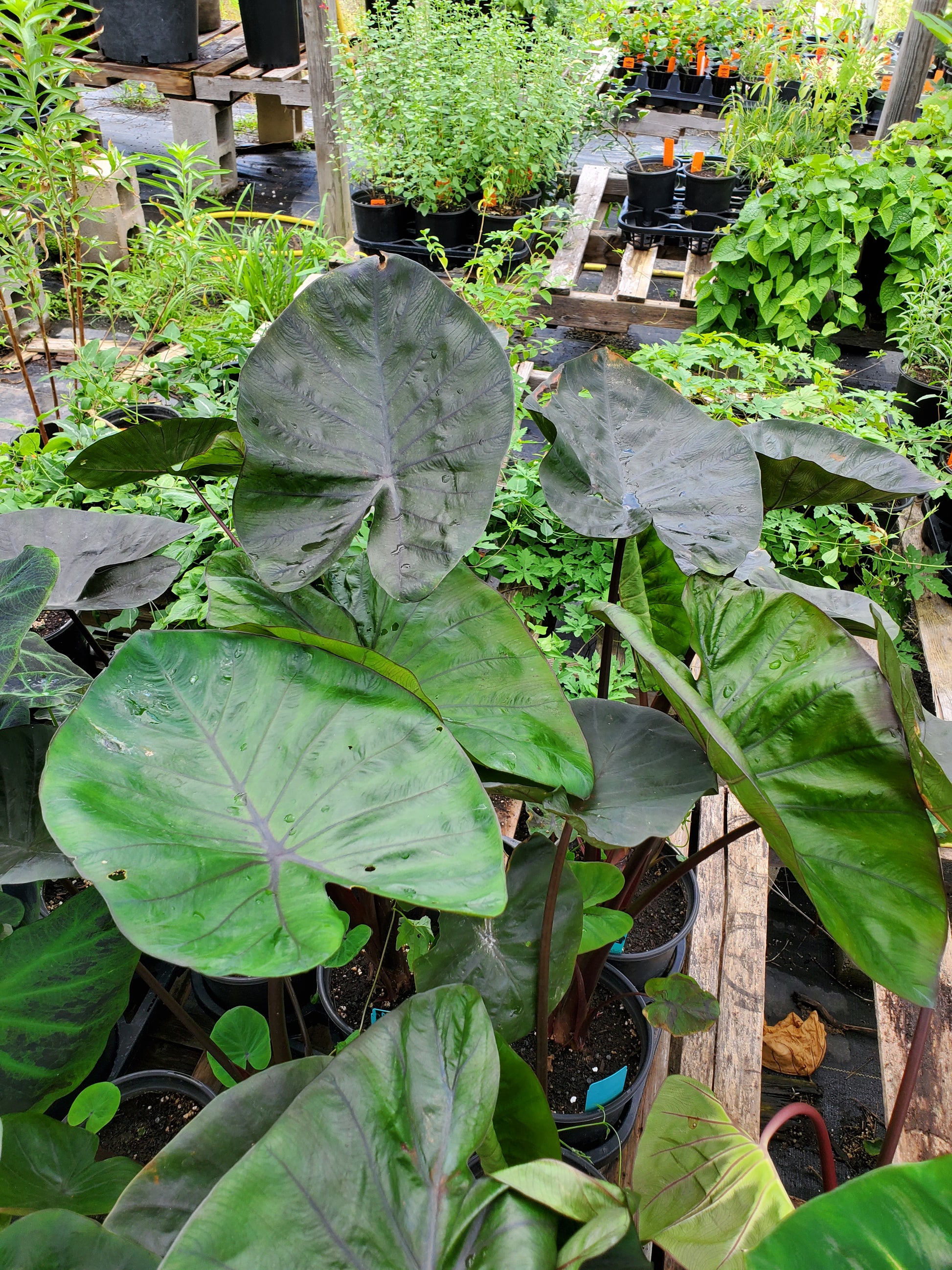 colocasia black magic elephant ear plant Colocasia esculenta --Chocolate Dwarf Elephant Ea