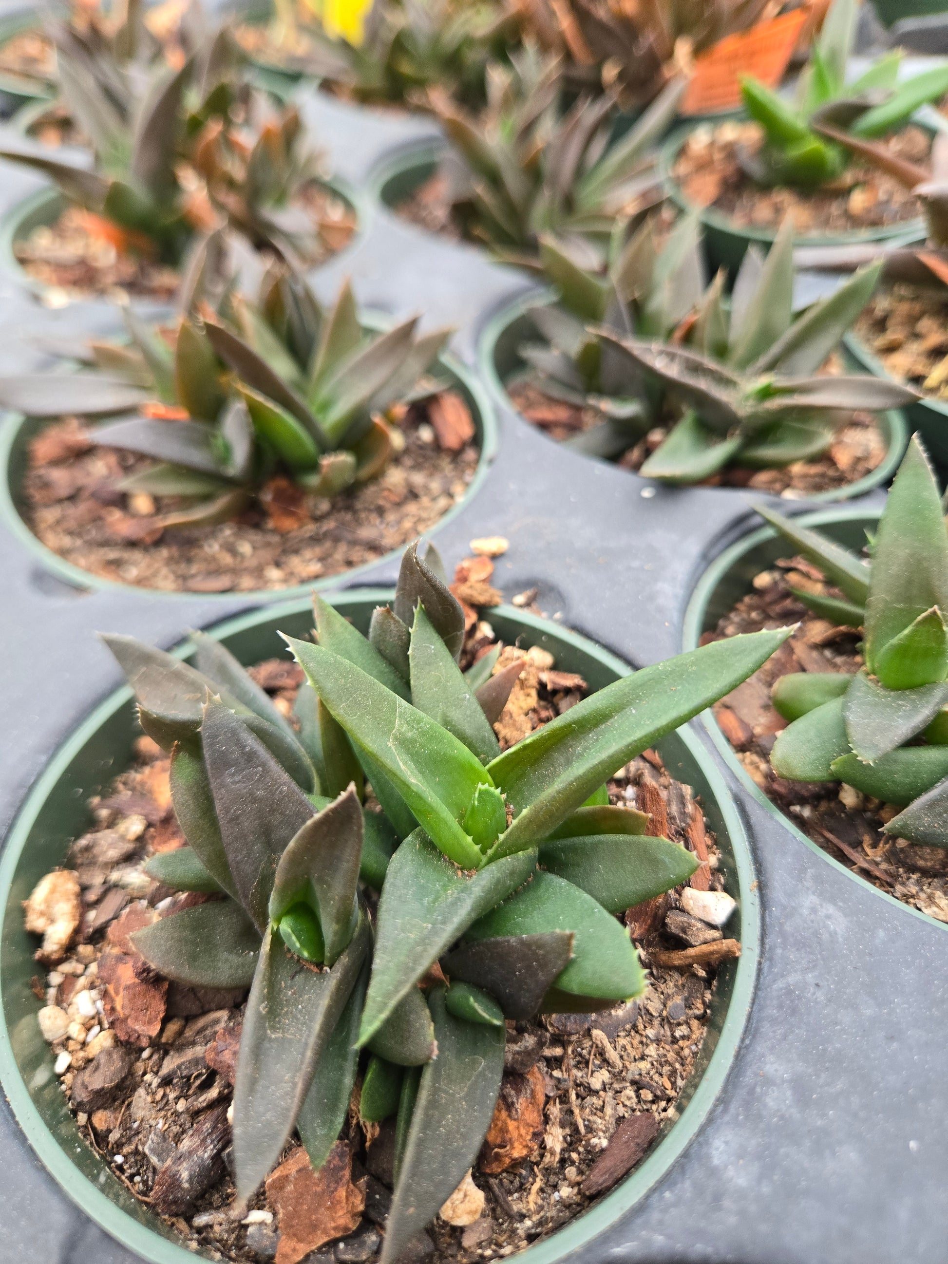 black beauty succulent Aloe rauhii x parvula 'Black Beauty'