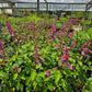 Salvia hybrida --Light Pink Sage--