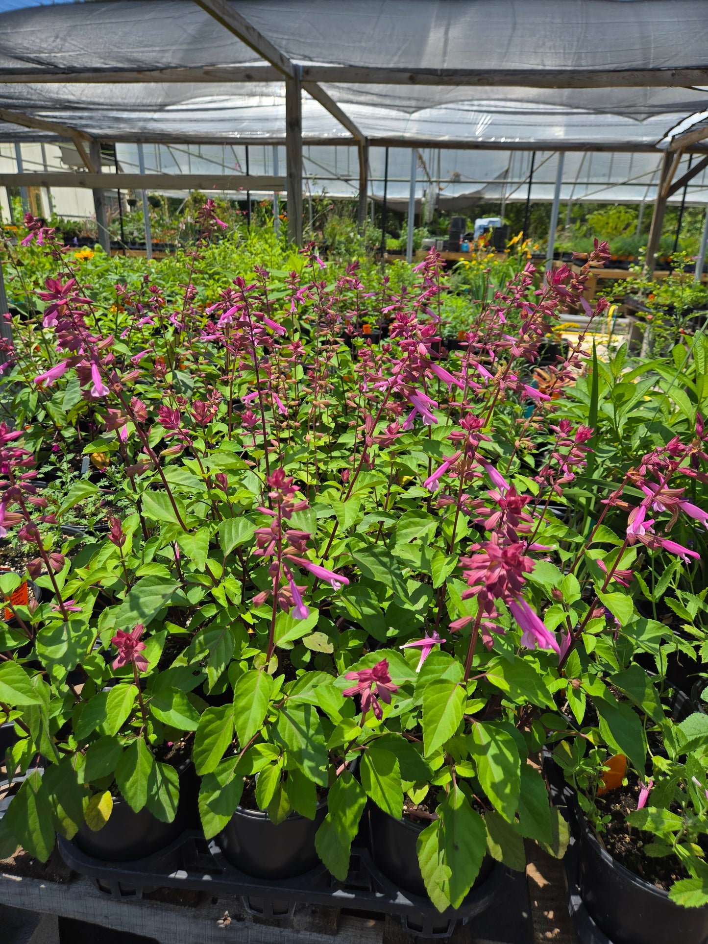 Salvia hybrida --Light Pink Sage--