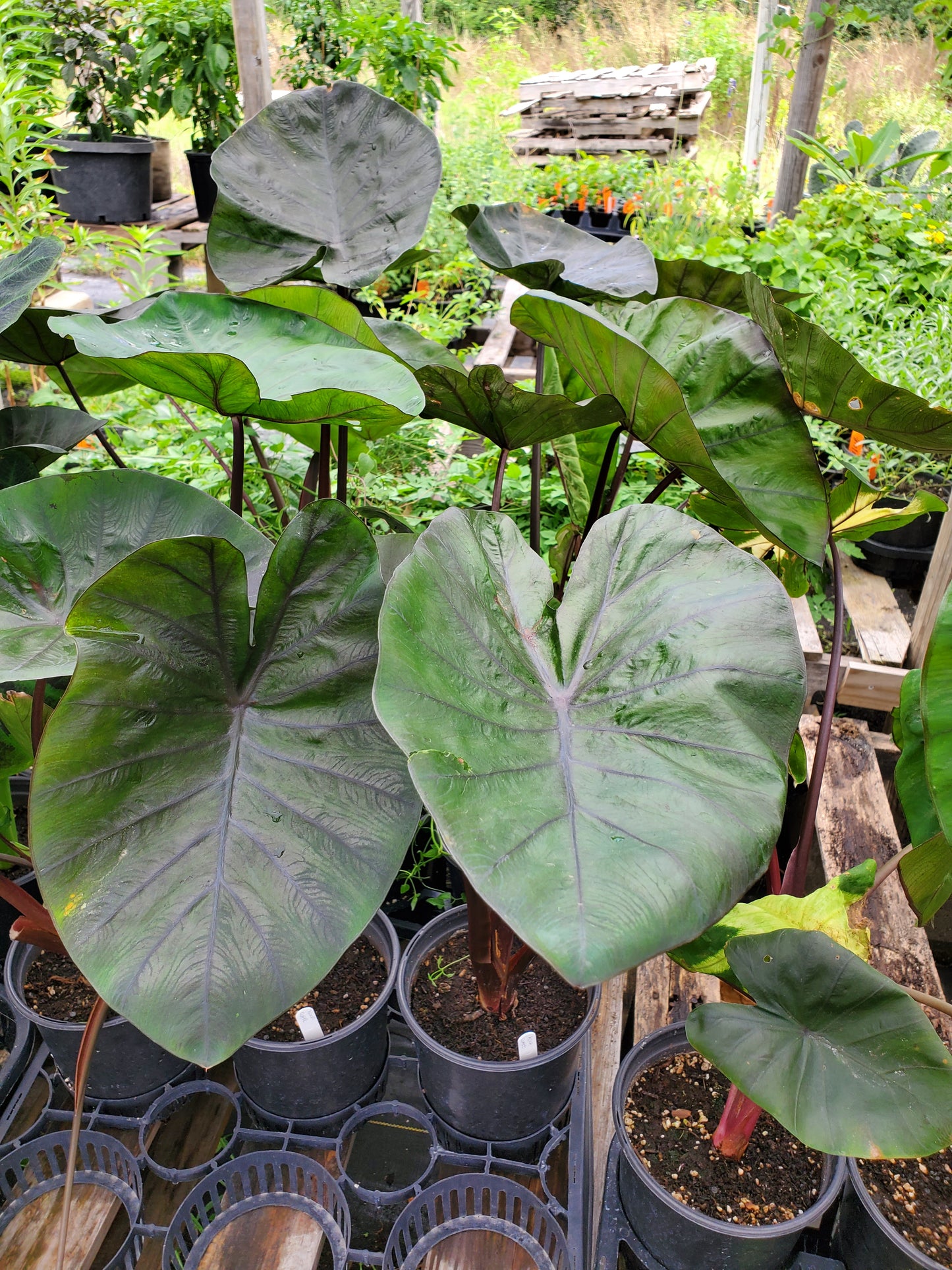 Colocasia esculenta --Chocolate Dwarf Elephant Ear--