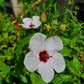 Pavonia hastata --Brazilian Rock Rose--