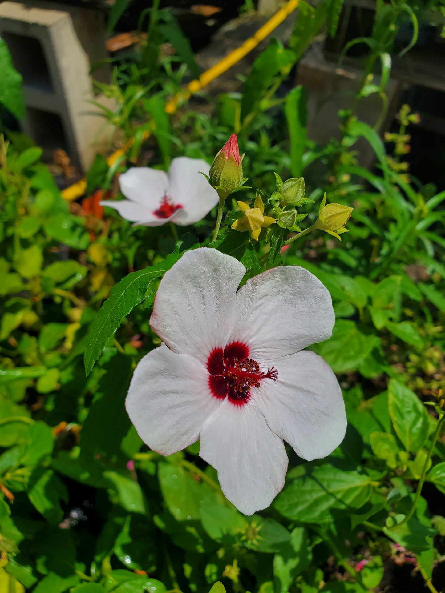 Pavonia hastata --Brazilian Rock Rose--