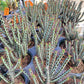 Euphorbia aeruginosa 'Minor' --Miniature Saguaro--