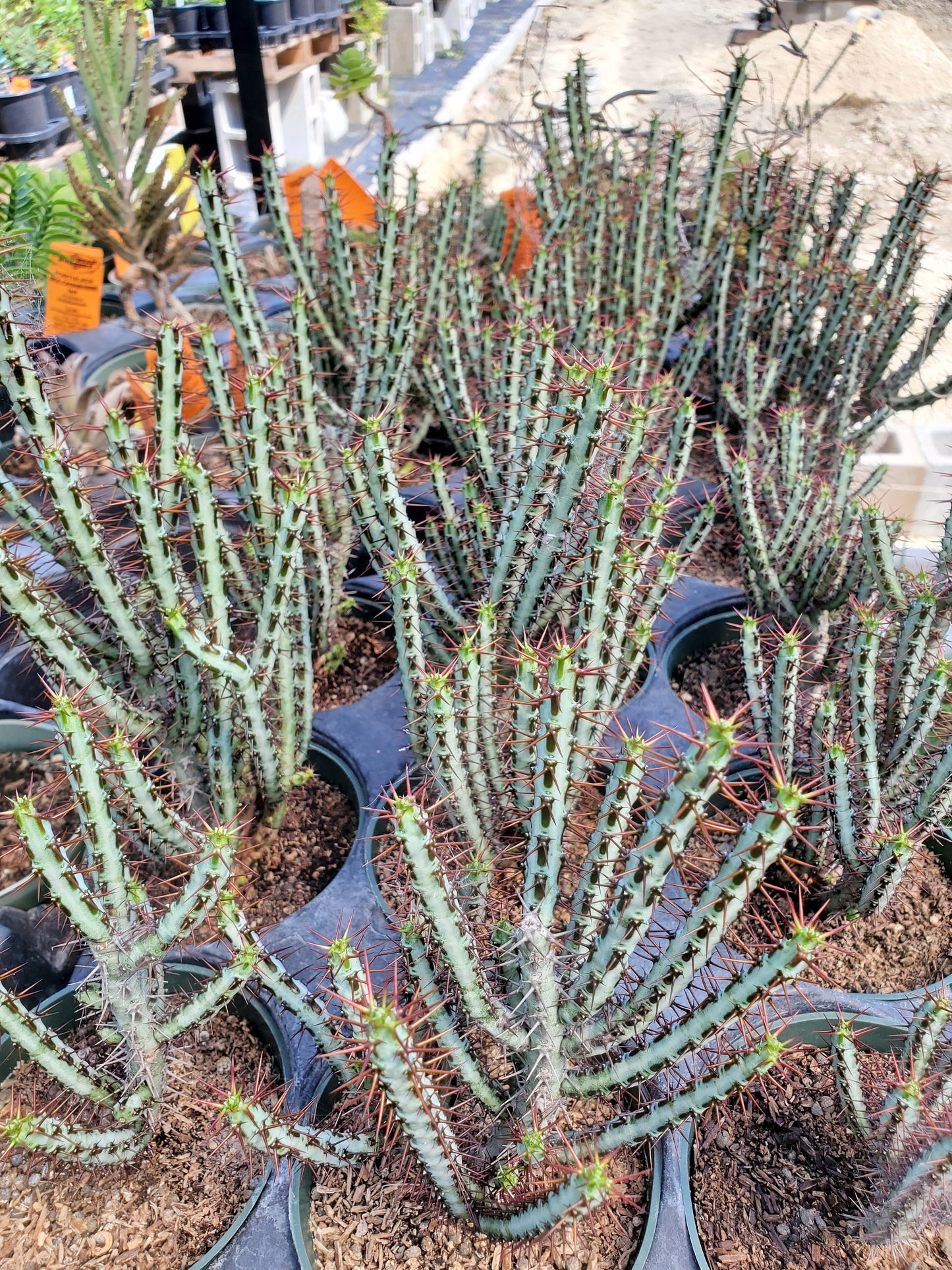 Euphorbia aeruginosa 'Minor' --Miniature Saguaro--