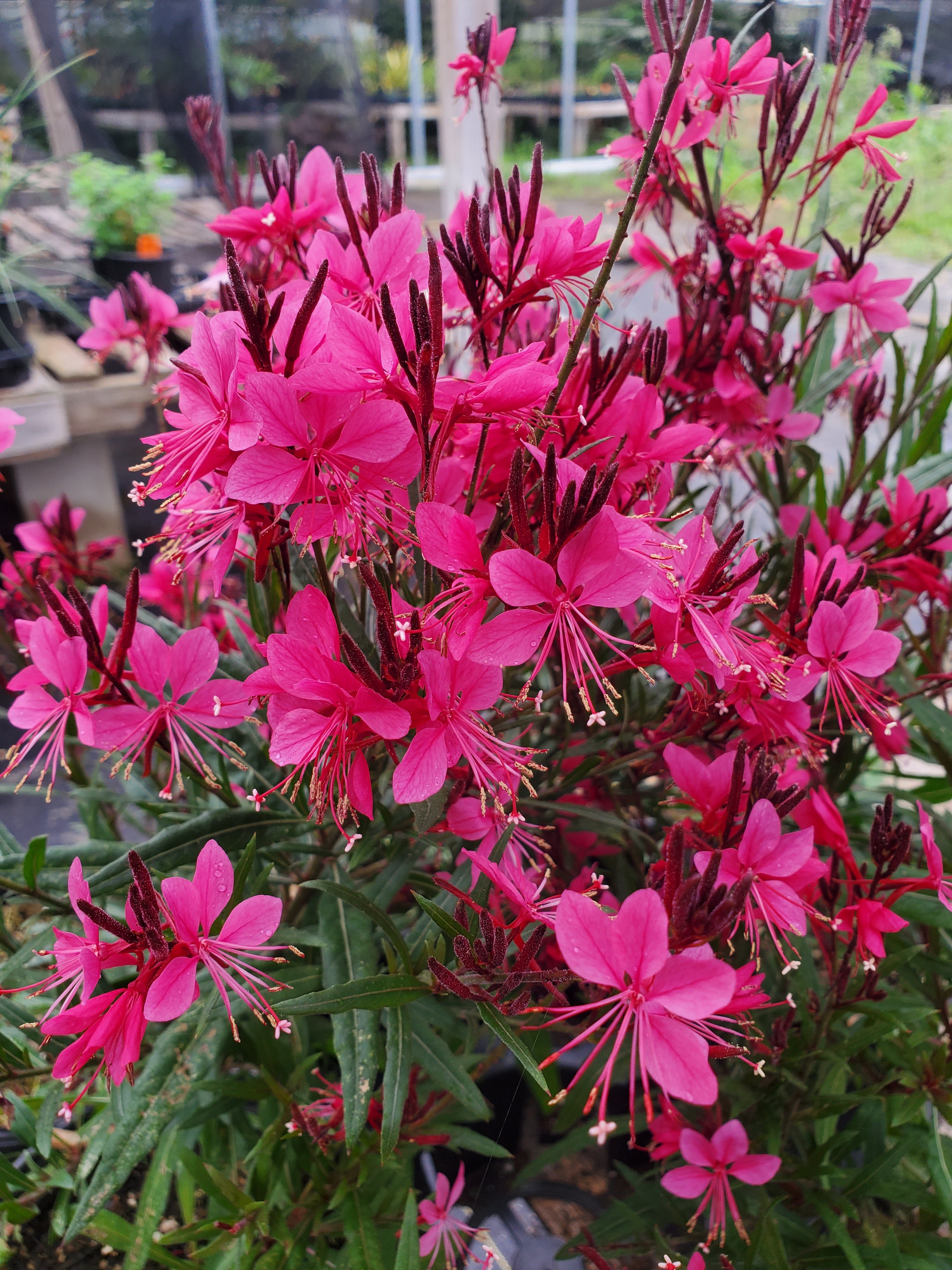 Gauura Raspberry Gaura lindheimeri 'Raspberry' - Plant Delivery Manor – Lone Star Nursery
