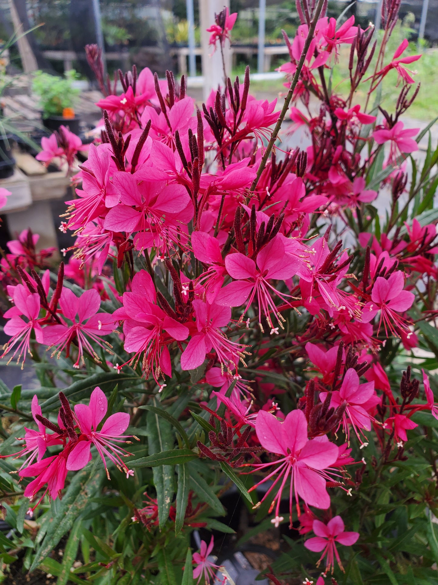 Gaura lindheimeri 'Raspberry'