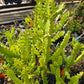 Euphorbia trigona 'Variegata'