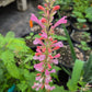 Agastache --Light Pink Hyssop--