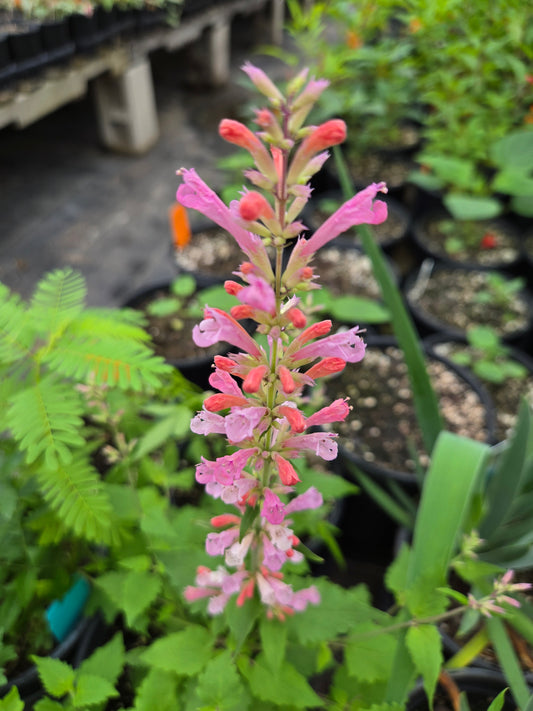Agastache --Light Pink Hyssop--