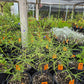 Salvia reptans --Slenderleaf Sage--