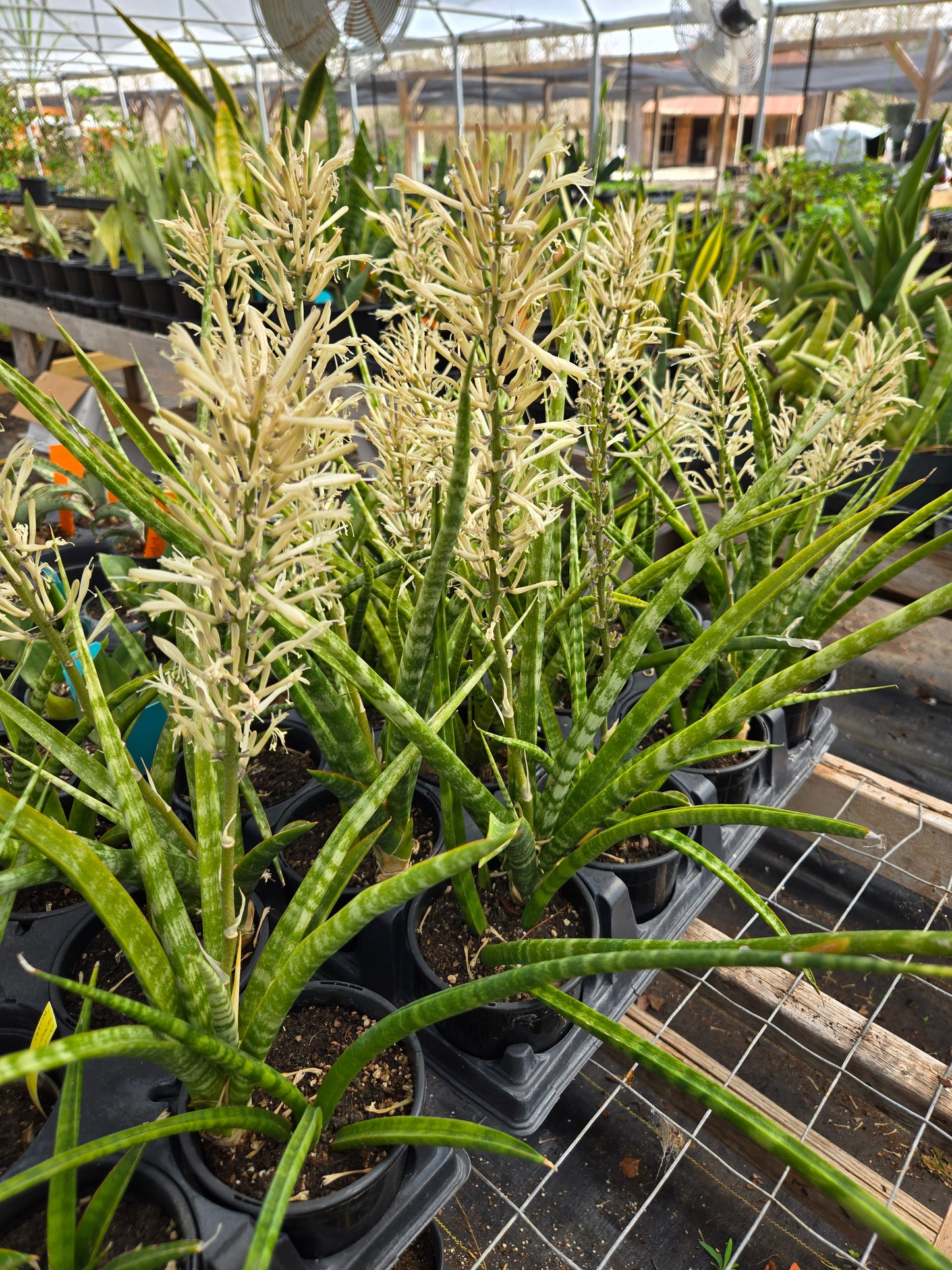 Sansevieria --Fernwood Punk Snake Plant--