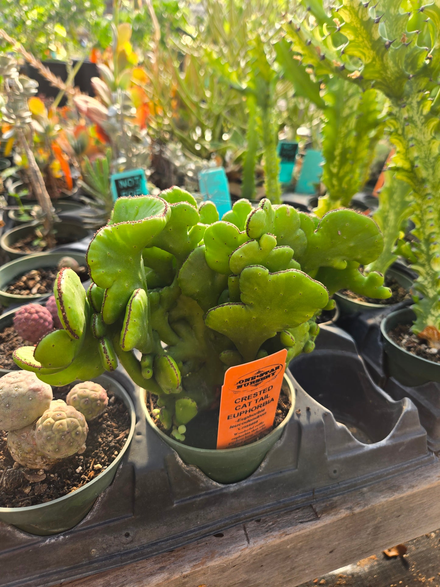 Euphorbia leucodendron 'Cristata' --Crested Cat Tail Euphorbia--